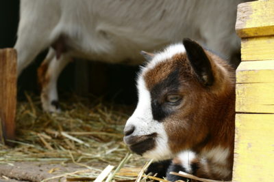 Visite de la Petite ferme