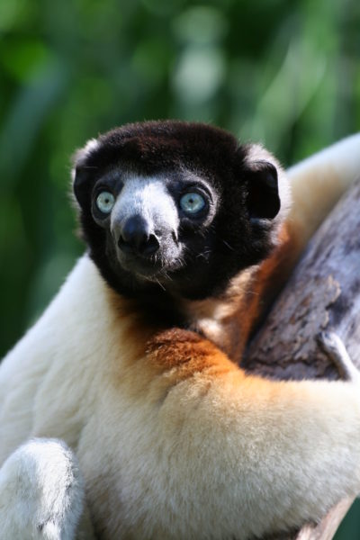 Visite du Jardin zoologique pour les plus petits