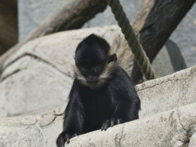 Espaces animaliers