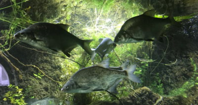 Visite de l’Aquarium : La biodiversité de nos rivières