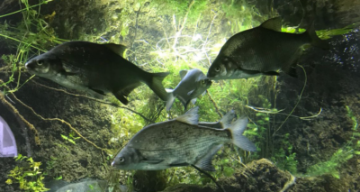 水族館訪問：川の生物多様性