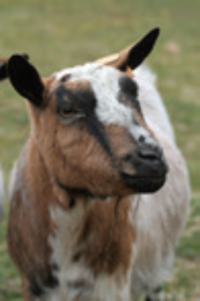 Découverte de la Petite ferme