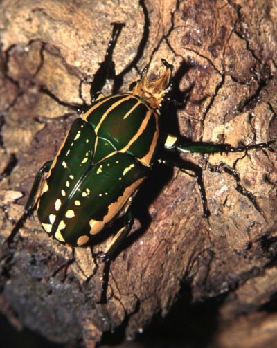 L’univers fascinant des insectes