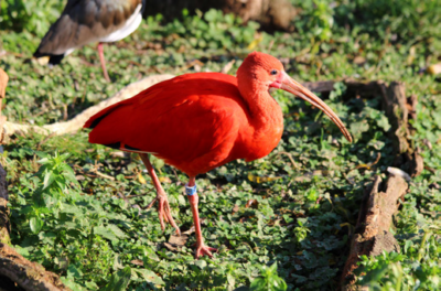 Découverte du Jardin zoologique