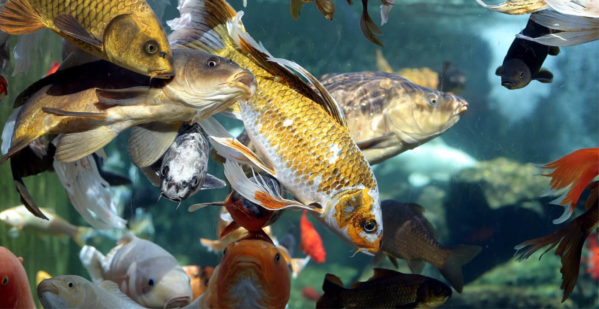 Acquario di Besançon