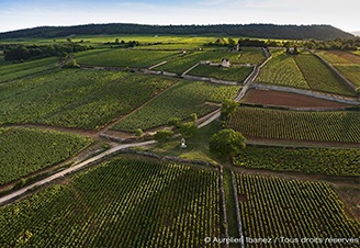 Luftaufnahme eines Weinbergs in Burgund