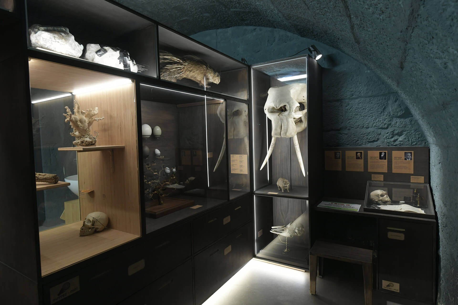 Le collezioni del Museo di Storia Naturale