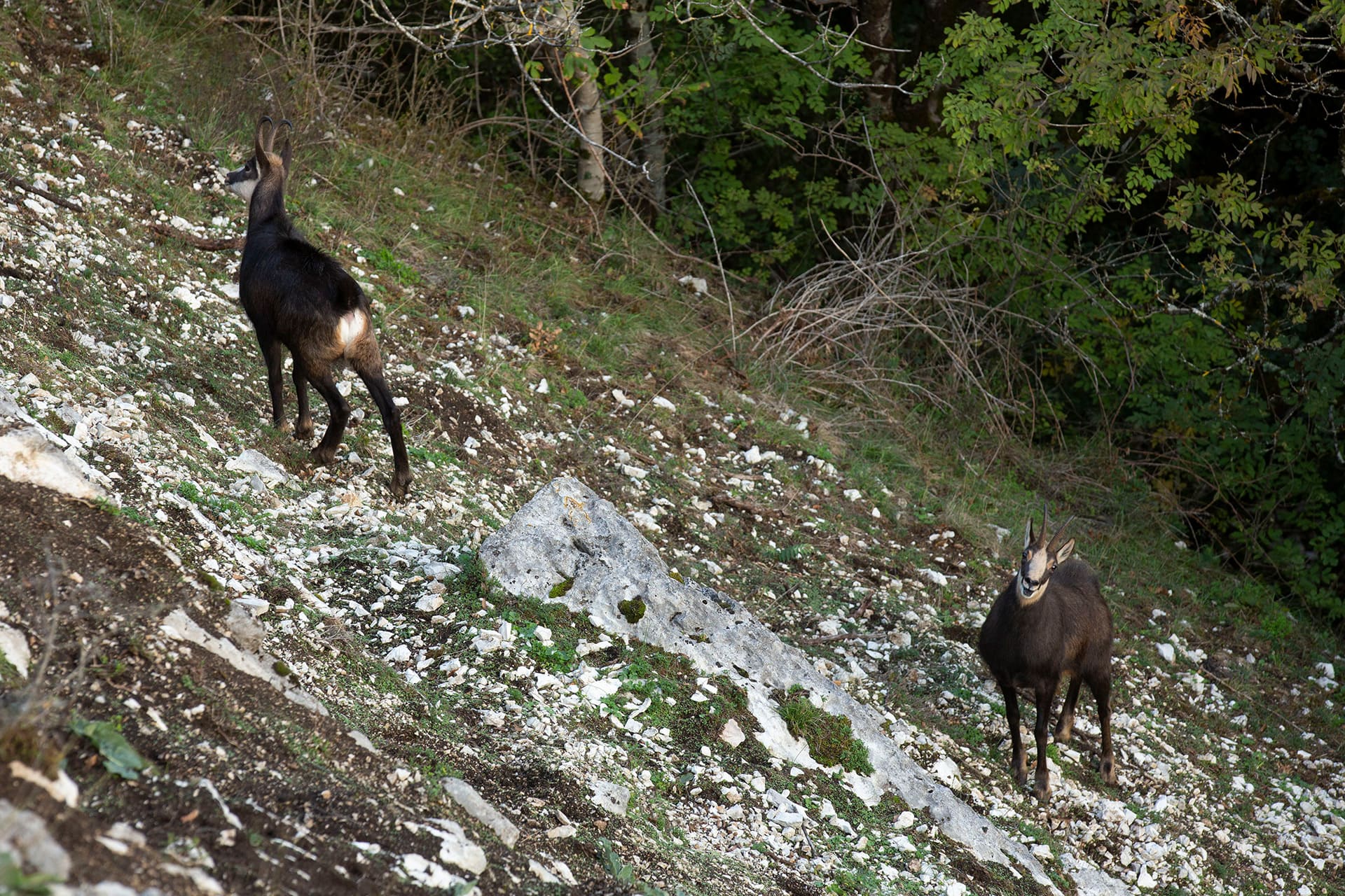 VIDEO. Le zoo de la citadelle de Besançon doit-il fermer ses portes ?