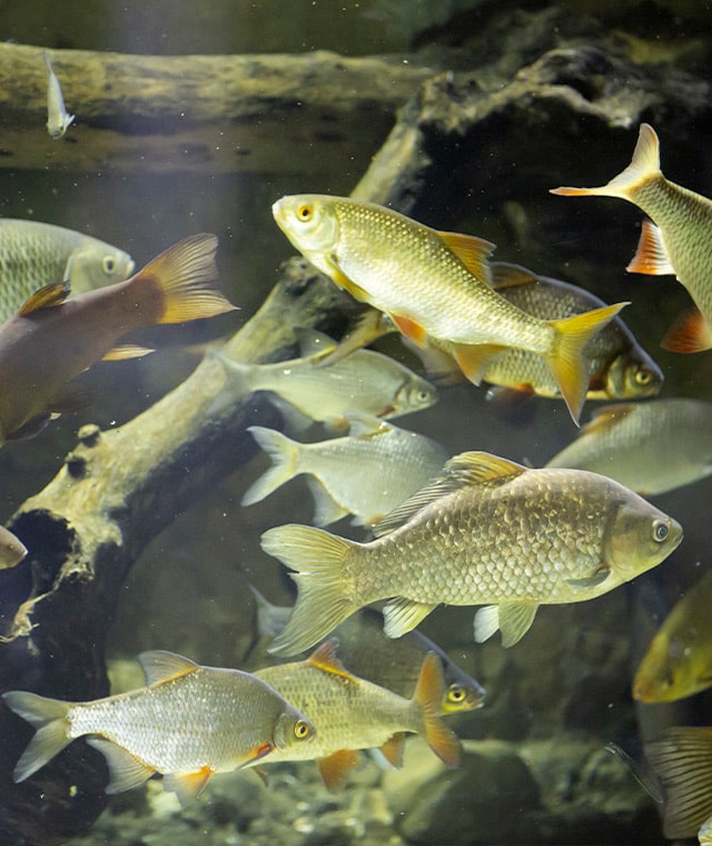 Foto di una parte dell'Acquario del Museo
