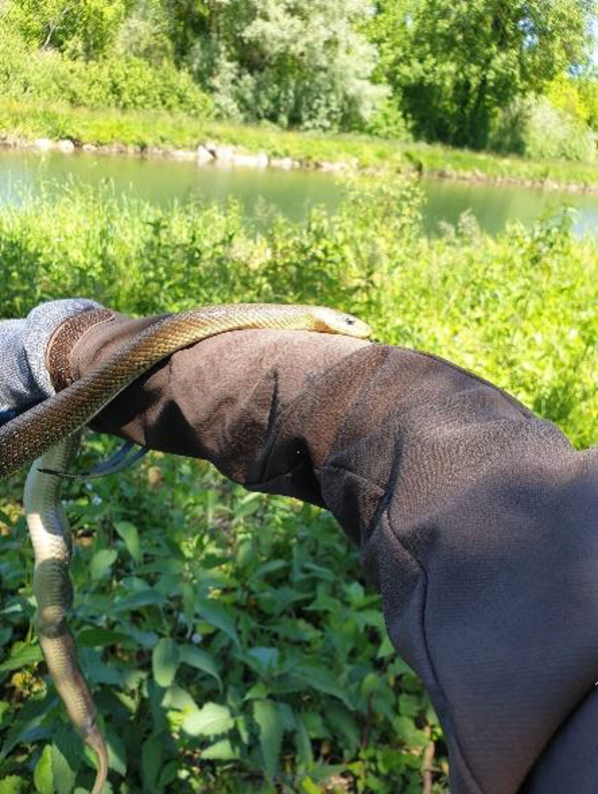 Rettung von Schlingnattern