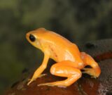 Journées Européennes du Patrimoine : visite « Amphibiens et reptiles : un patrimoine vivant en danger »