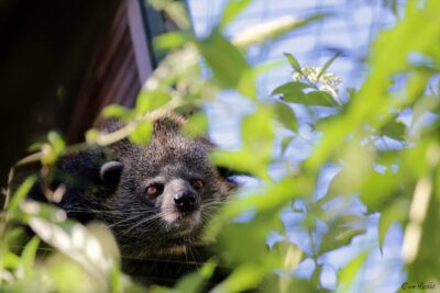 Rencontre avec l&rsquo;association ABConservation