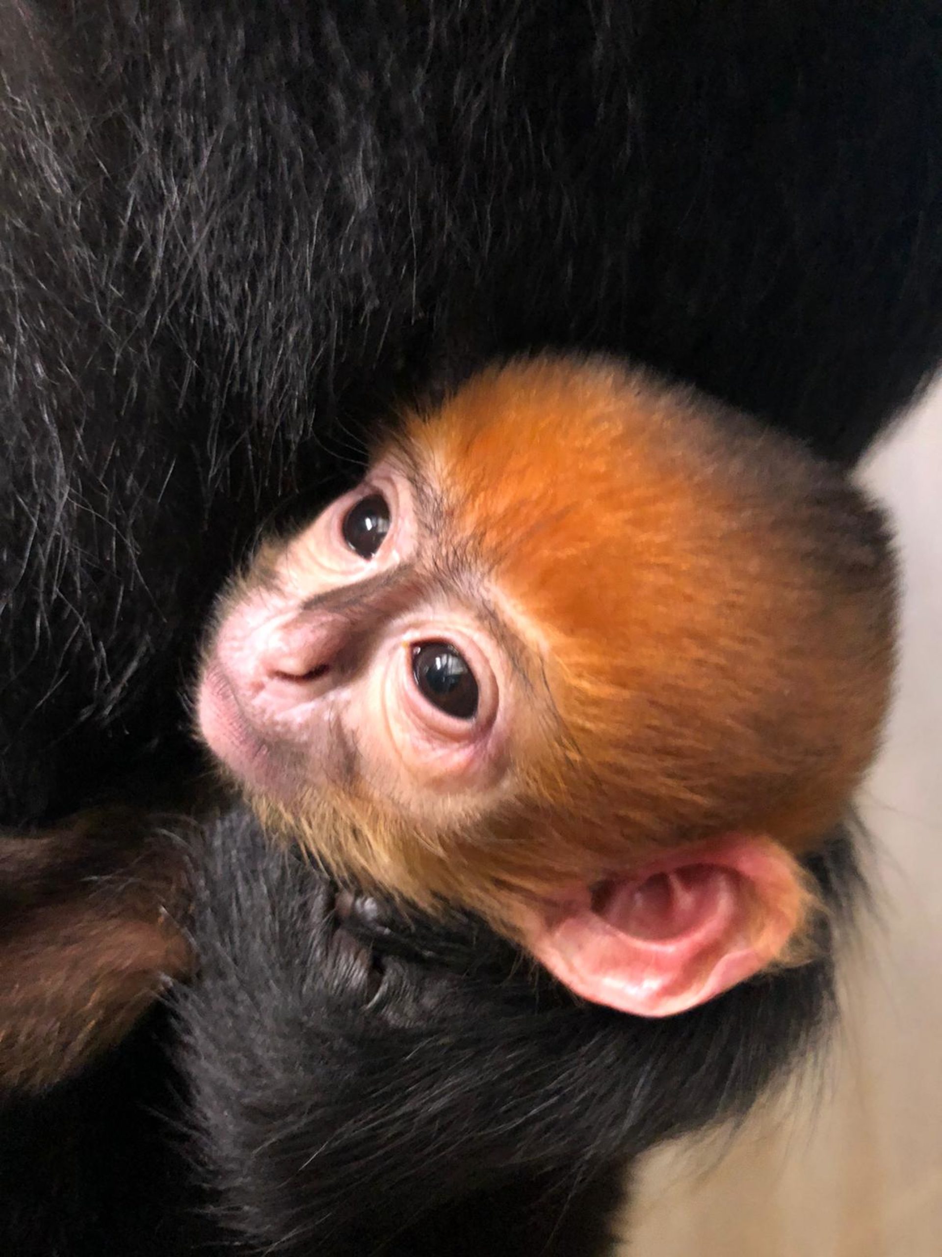 Carnet rose: birth of a Langur de François