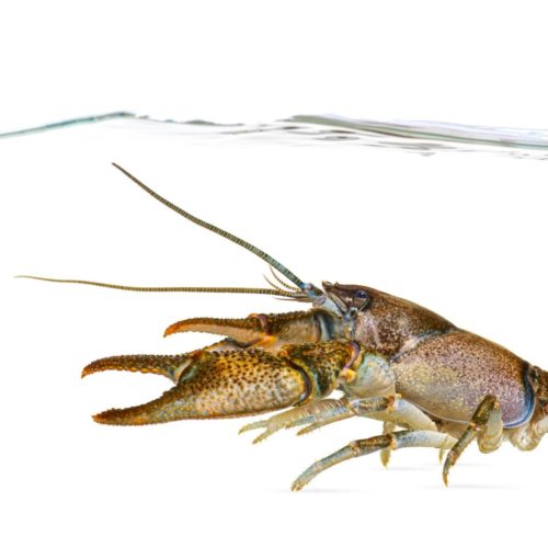 Reintroduction of the torrent crayfish