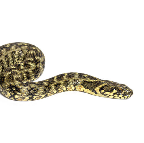 Protection plan for Viperine snakes