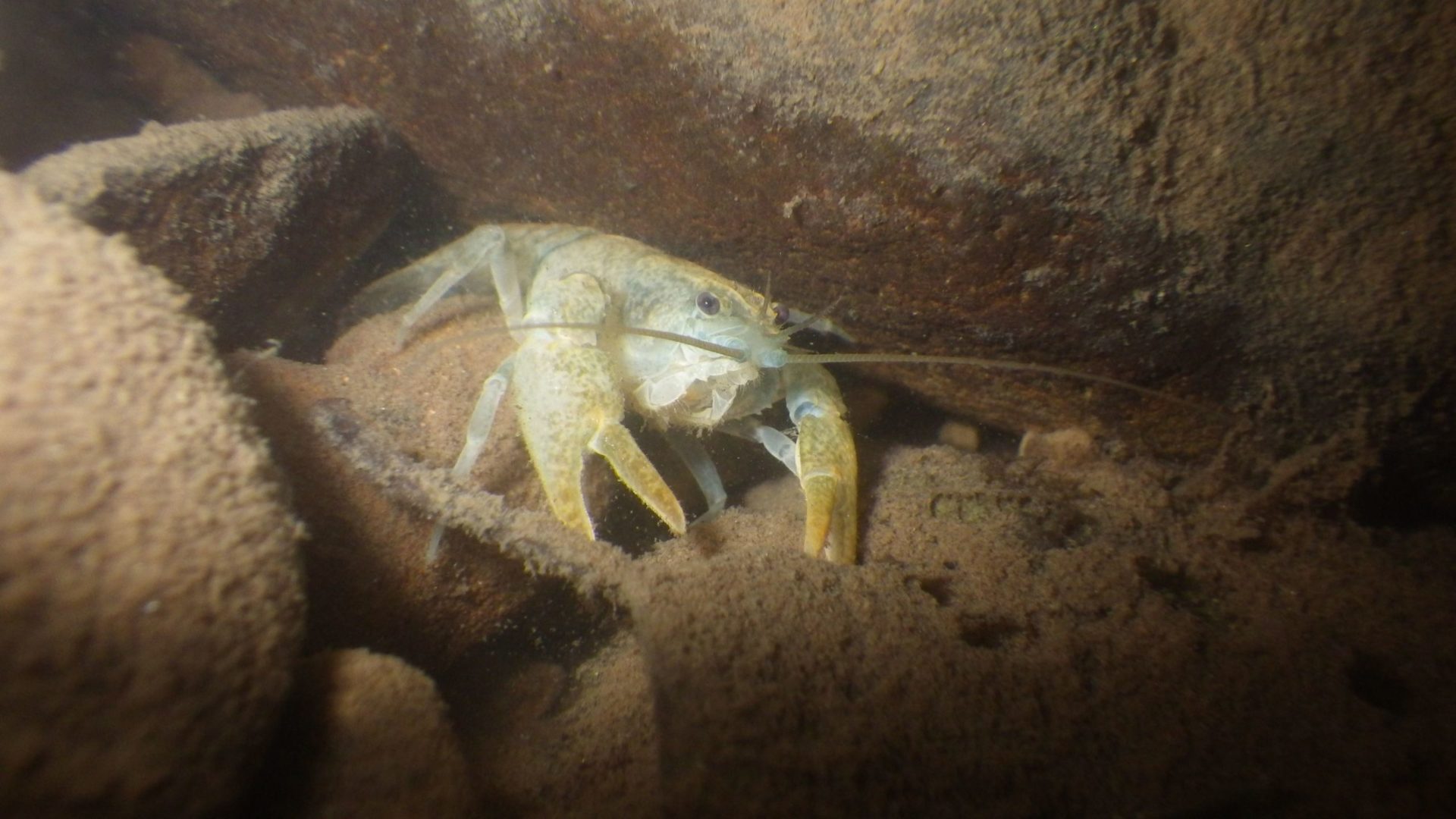 Reintroduction of torrent crayfish