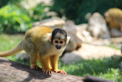 Visite du jardin zoologique