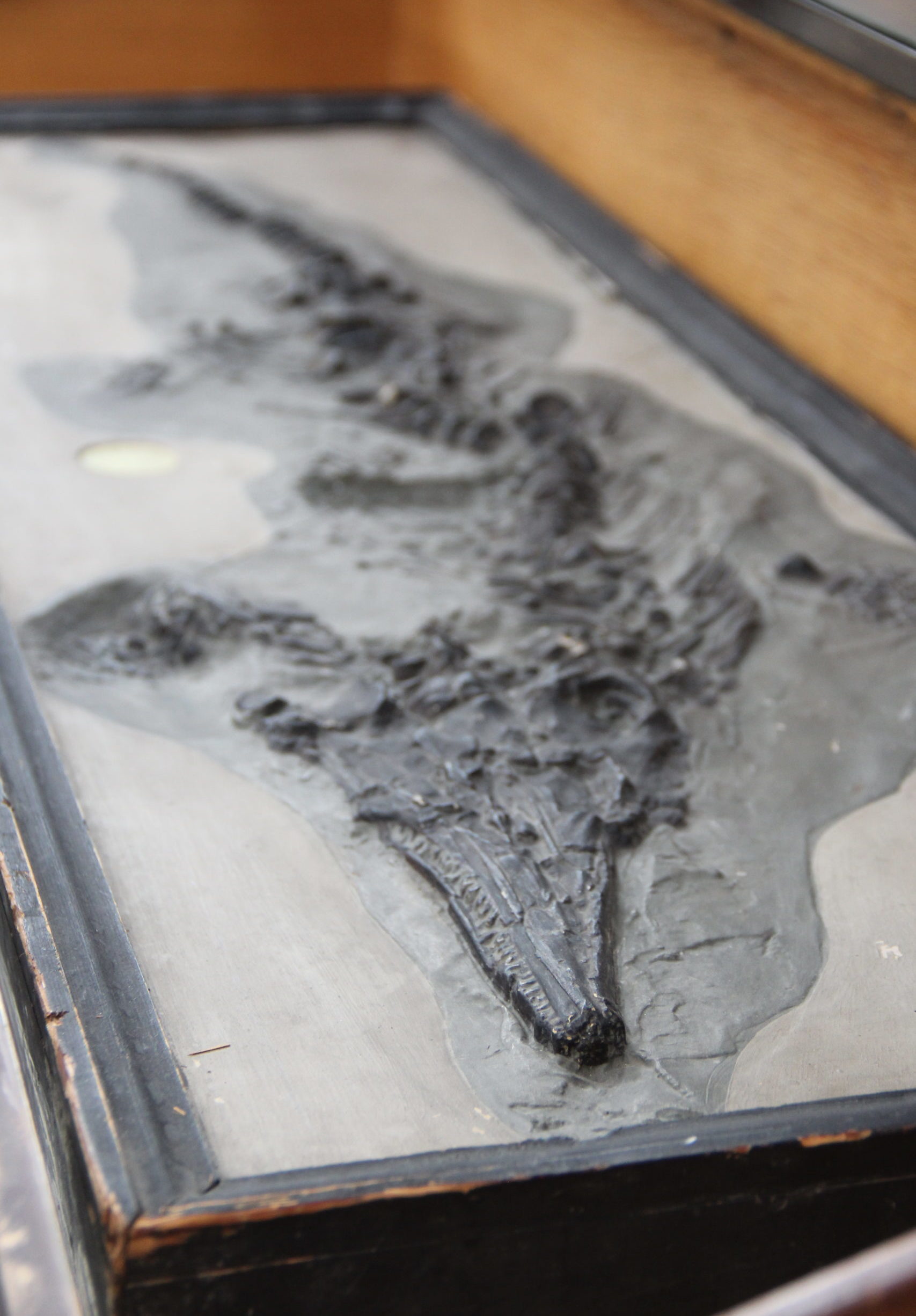 Mary Anning