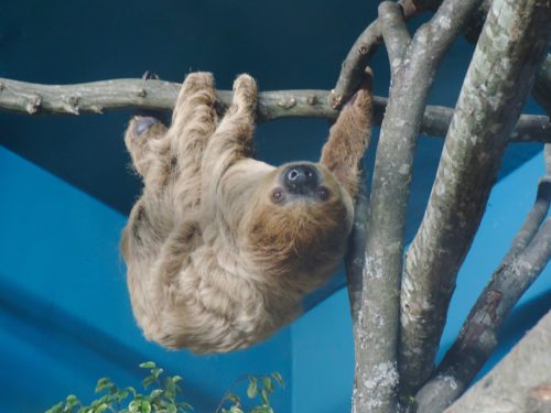 A pair of sloths arrive at La Citadelle