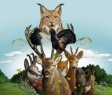 illustration Atelier ‘sur les traces du Lynx boréal’