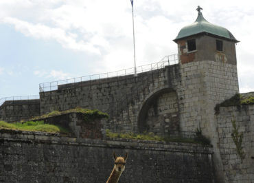 Animal welfare at Besançon's Citadelle zoo