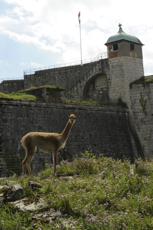 The animal welfare approach at the Besançon Citadel Zoological Park