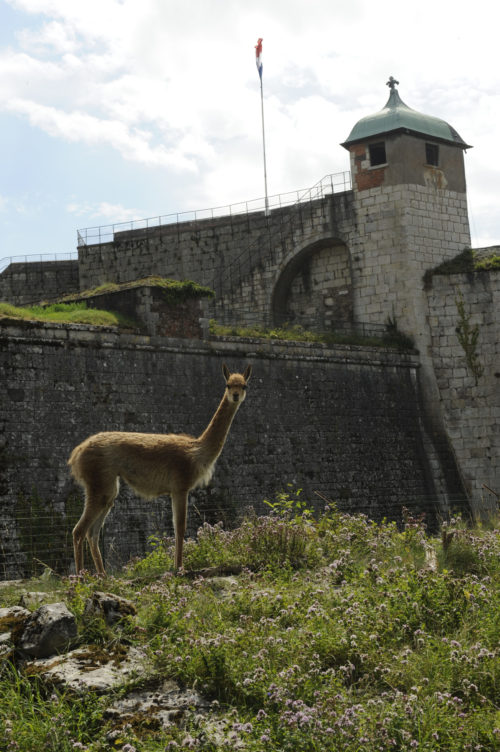 ブザンソンのシタデル動物園における動物福祉への取り組み