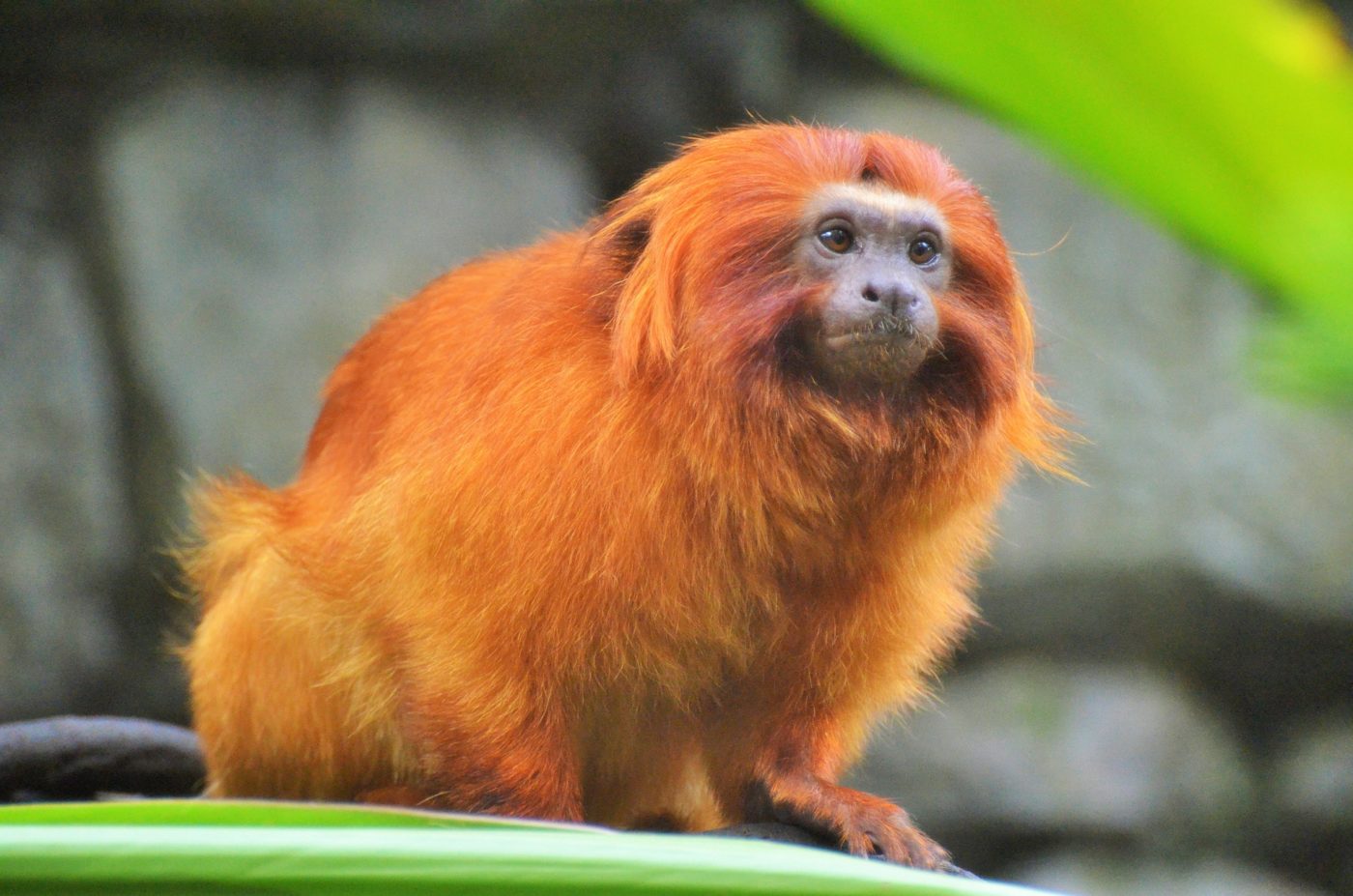 VIDEO. Le zoo de la citadelle de Besançon doit-il fermer ses portes ?