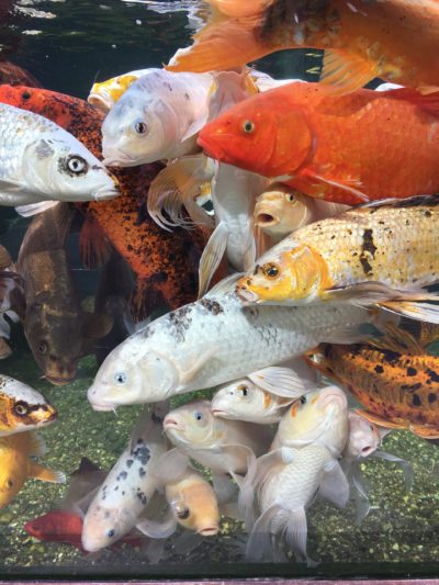 Rencontres avec les carpes Koï
