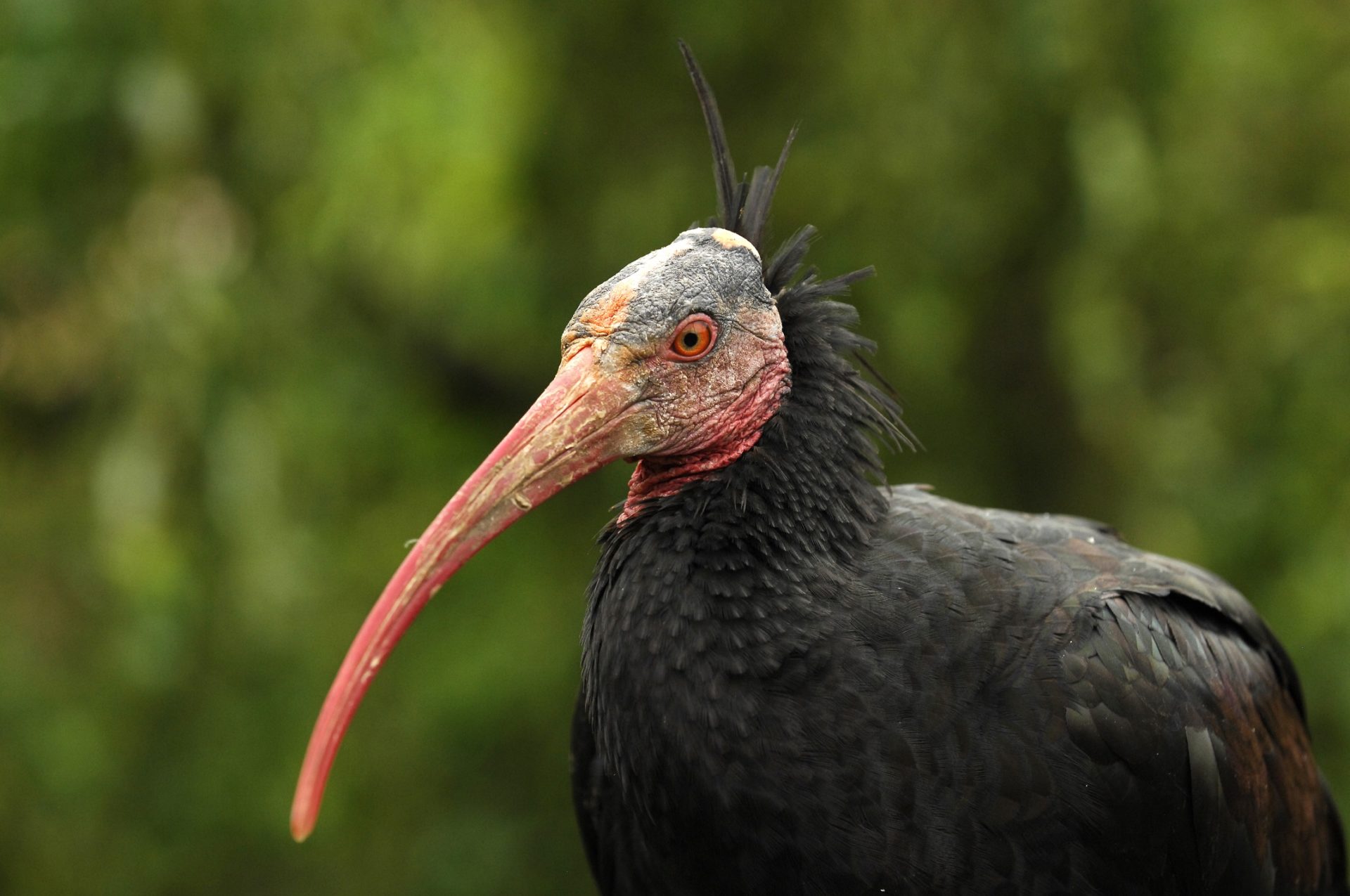 Release of a bald ibis