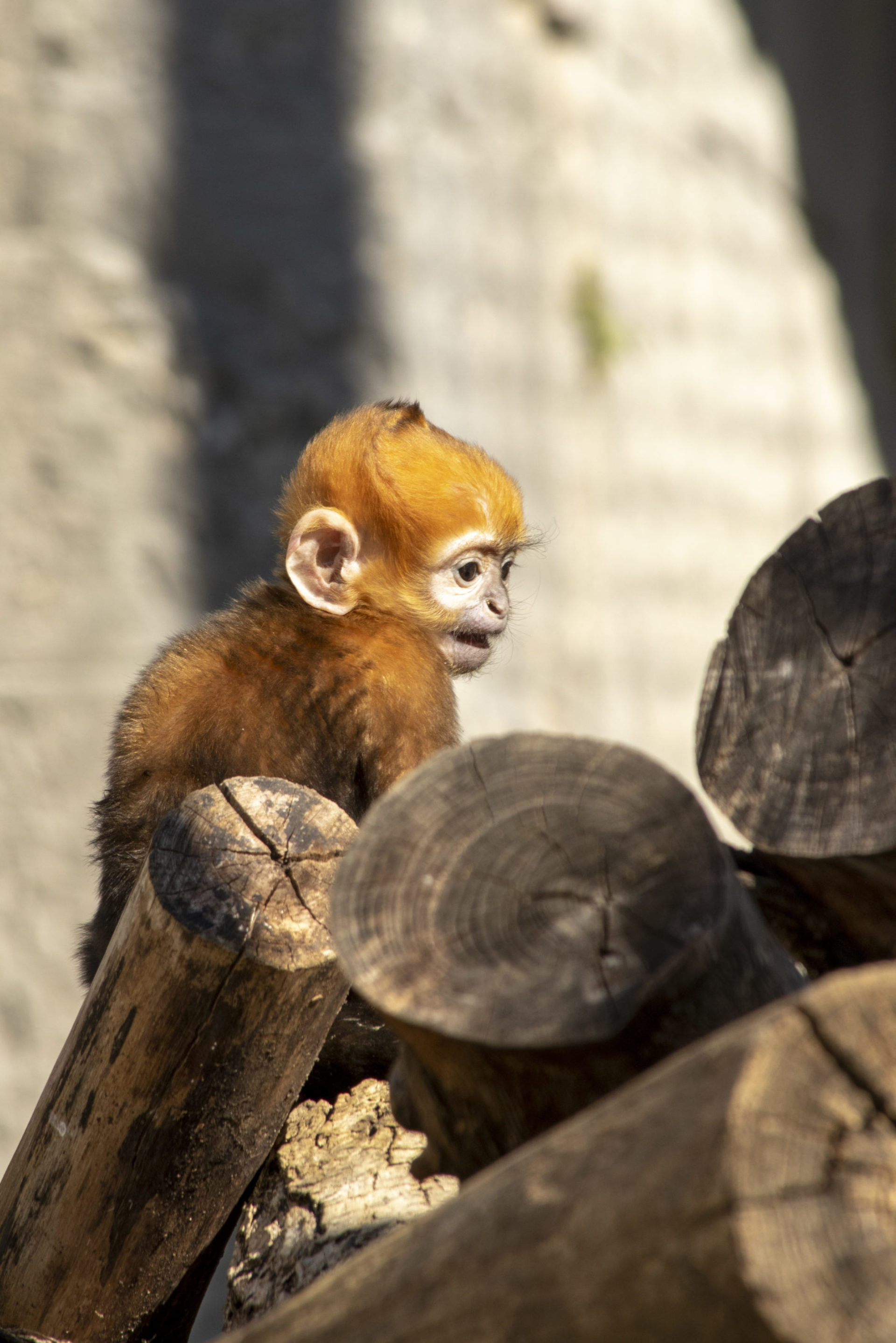 Naissance d’un Propithèque couronné et d’un Langur de François