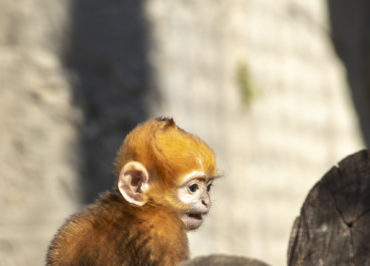 Birth of a Crowned Sifaka and a Francois Langur at the Besançon Museum