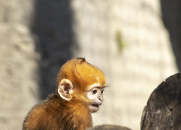Geburt eines Kronen-Propithecus und eines Langur de François im Museum von Besançon