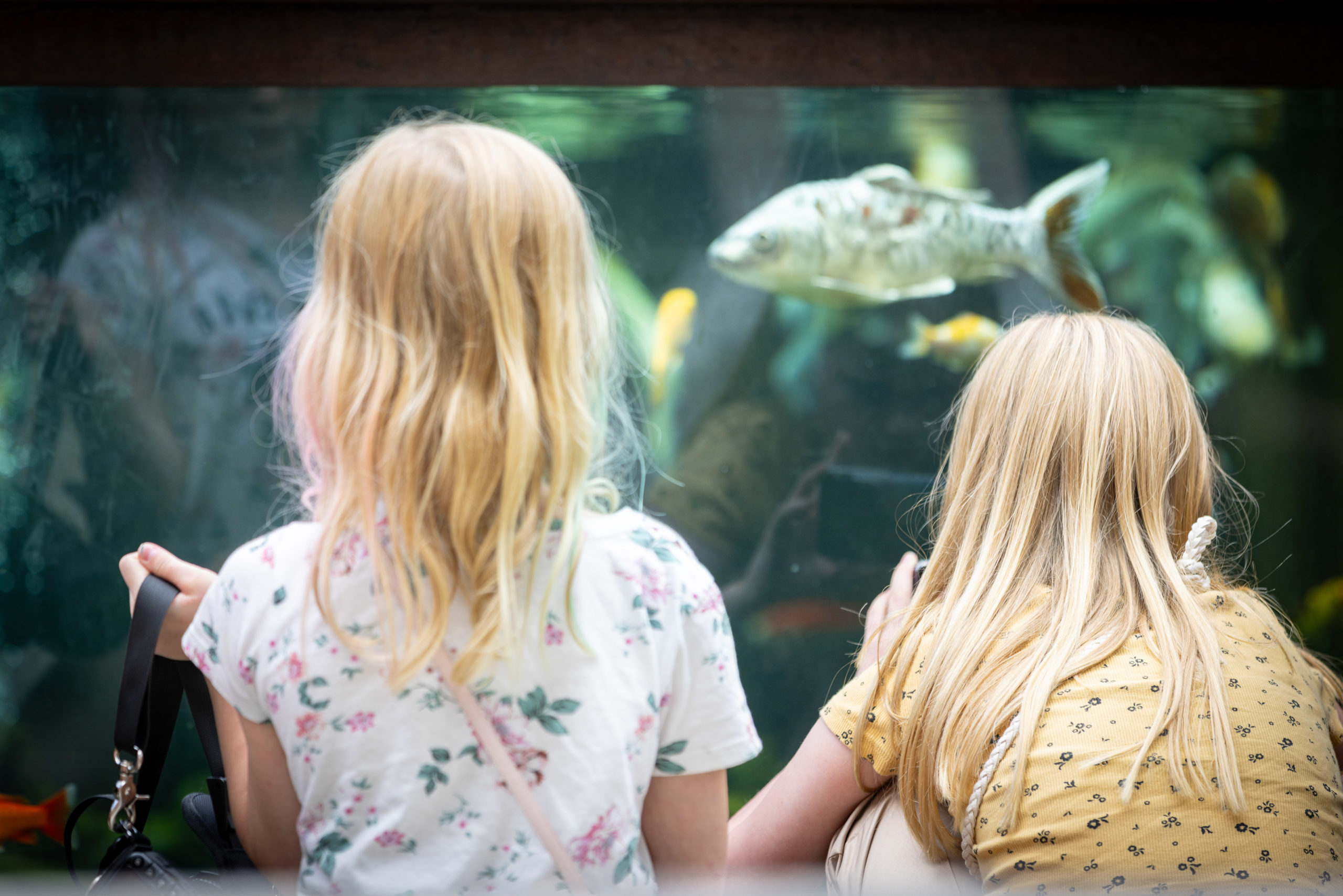 muséum d'histoire naturelle