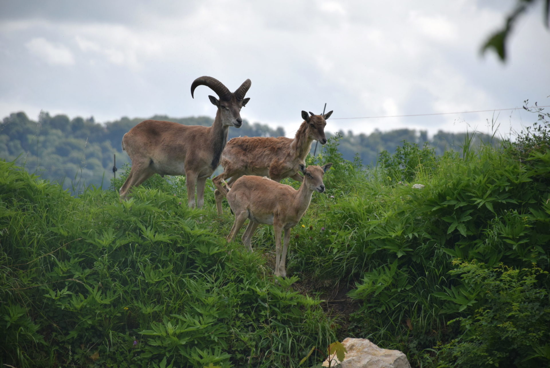 New space for Bukhara Urial