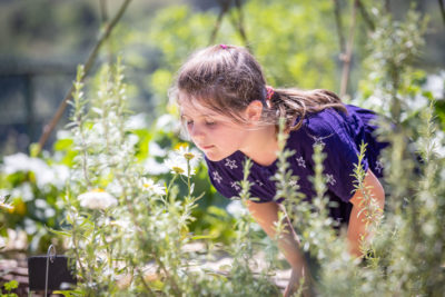 *RENDEZ-VOUS AUX JARDINS