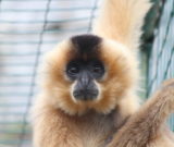 « Malin comme un singe » au Parc zoologique
