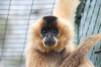 « Malin comme un singe » au Parc zoologique