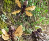 Surprenante nature