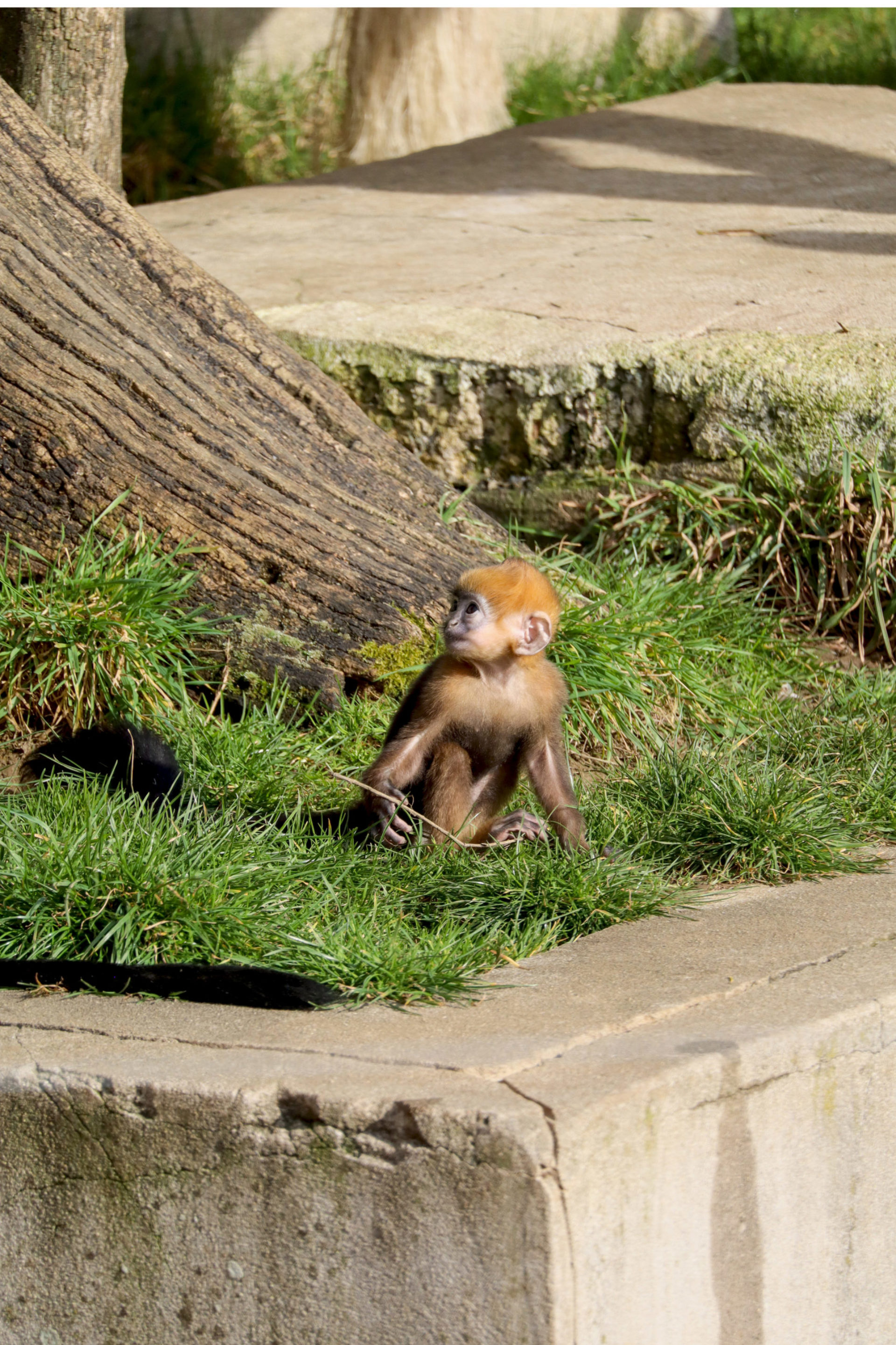 Nouvelle naissance d&rsquo;un langur de François au Muséum de Besançon