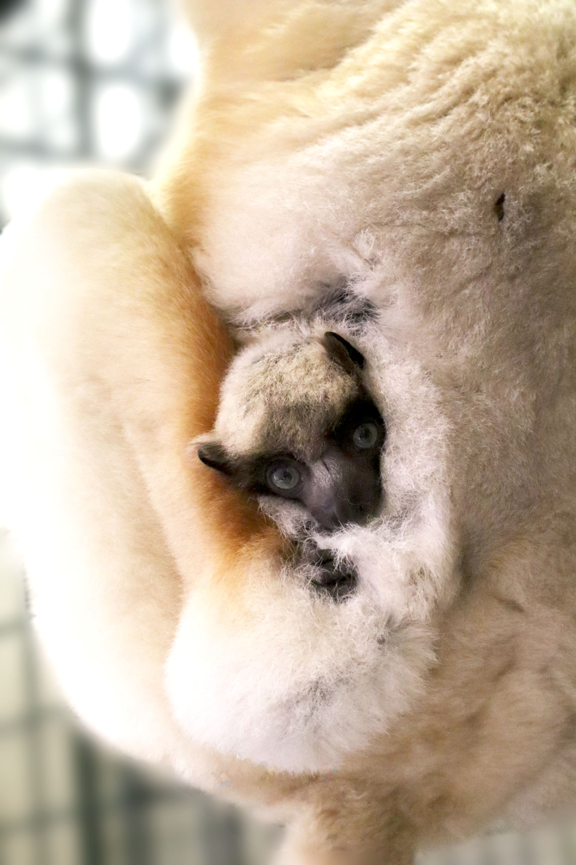 Nouvelle naissance d&rsquo;un Propithèque couronné