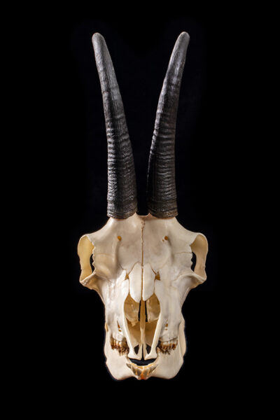 Nuit des Musées : Des têtes pas comme les autres