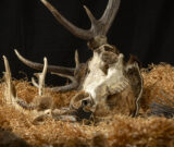 Nuit des Musées : Quand les animaux reprennent vie