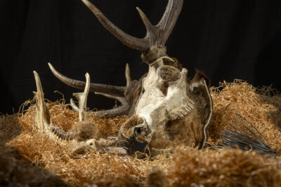 Nuit des Musées : Quand les animaux reprennent vie