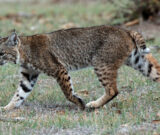 Journée Lynx