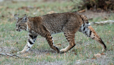 Journée Lynx