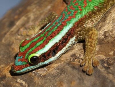 Les Rendez-vous avec le Lézard vert de Manapany