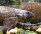 Journées Européennes du Patrimoine : visite « Les poissons du Doubs : un patrimoine vivant en danger »