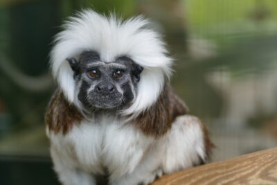 Les Rendez-vous avec les Tamarins Pinchés