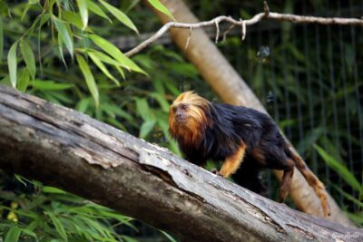 Les Rendez-vous avec les Tamarins Lion